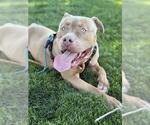 Small #1 American Pit Bull Terrier