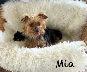 Mother of the Yorkshire Terrier puppies born on 03/10/2026