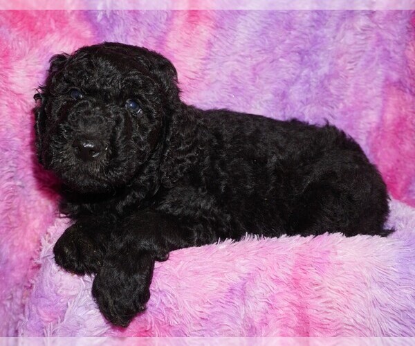 Medium Photo #1 Labradoodle Puppy For Sale in LA HABRA, CA, USA