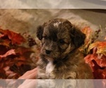 Small Photo #8 Aussiedoodle Miniature  Puppy For Sale in MENDON, MI, USA