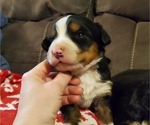 Small #2 Bernese Mountain Dog