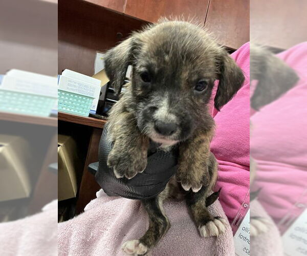 Medium Photo #1 Cairn Terrier-Unknown Mix Puppy For Sale in Pasadena, TX, USA