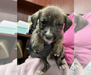 Cairn Terrier-Unknown Mix Dogs for adoption in Pasadena, TX, USA