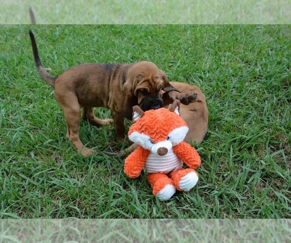 Medium Photo #29 Bloodhound Puppy For Sale in CORNING, AR, USA