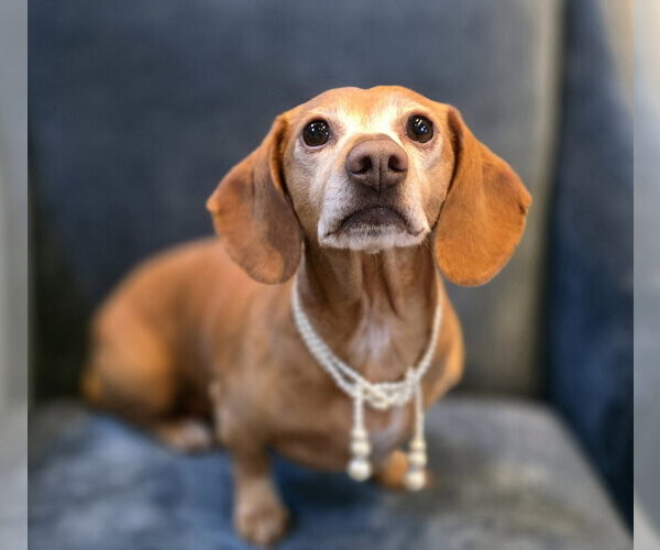 Medium Photo #3 Dachshund Puppy For Sale in Shelbyville, TN, USA