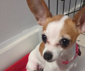 Mother of the Chihuahua puppies born on 07/06/2025