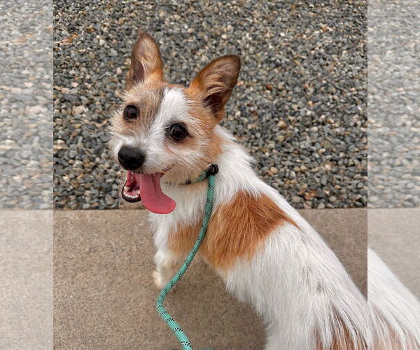 Medium Photo #1 Mutt Puppy For Sale in Newport Beach, CA, USA