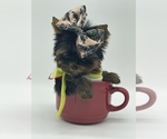 Small Photo #14 Yorkshire Terrier Puppy For Sale in CORAL SPRINGS, FL, USA
