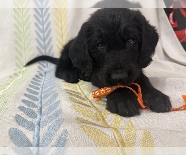Medium Photo #13 Labradoodle Puppy For Sale in PRESCOTT VALLEY, AZ, USA