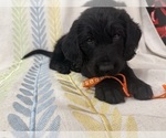 Small #12 Labradoodle