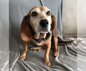 Beagle Dogs for adoption in Dunnellon, FL, USA
