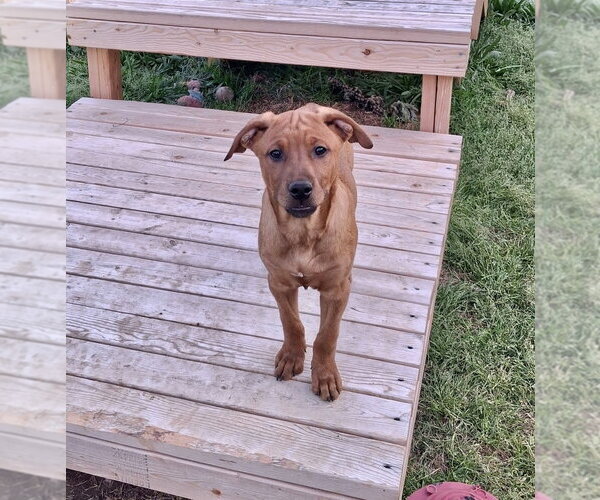 Medium Photo #7 Redbone Coonhound-Unknown Mix Puppy For Sale in Mooresville, NC, USA