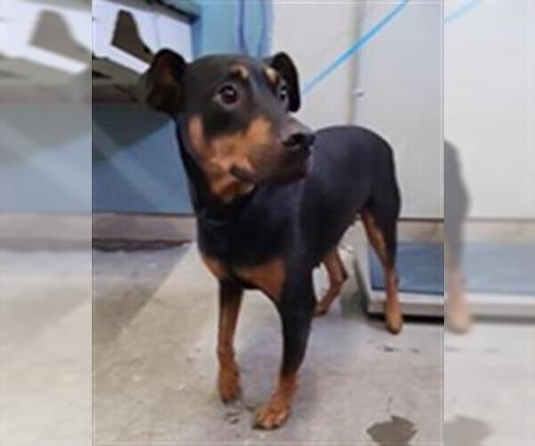 Medium Photo #1 Doberman Pinscher Puppy For Sale in Camarillo, CA, USA