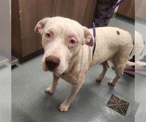 American Pit Bull Terrier Dogs for adoption in Baytown, TX, USA