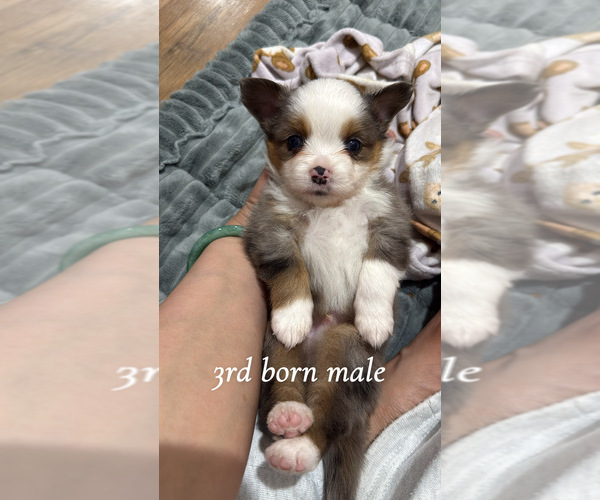 Medium Photo #10 Miniature Australian Shepherd Puppy For Sale in DAKOTA CITY, NE, USA