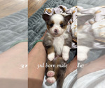 Puppy Marble Miniature Australian Shepherd