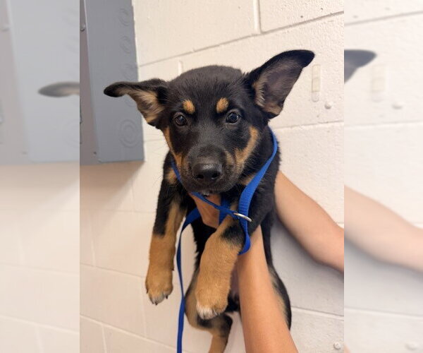 Medium Photo #1 German Shepherd Dog-Unknown Mix Puppy For Sale in San Bernardino, CA, USA
