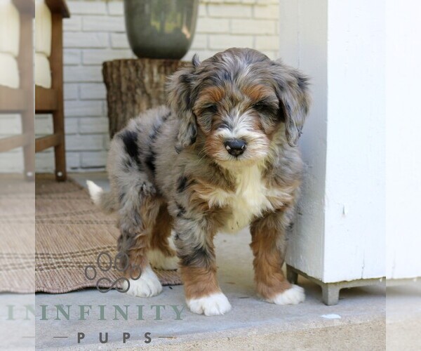 Medium Photo #3 Bernedoodle (Miniature) Puppy For Sale in NARVON, PA, USA