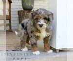 Small #2 Bernedoodle (Miniature)