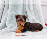 Small Photo #3 Yorkshire Terrier Puppy For Sale in NAPPANEE, IN, USA