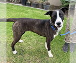 Small #2 American Pit Bull Terrier-Labrador Retriever Mix