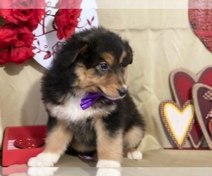 Australian Shepherd Puppy for sale in LANCASTER, PA, USA