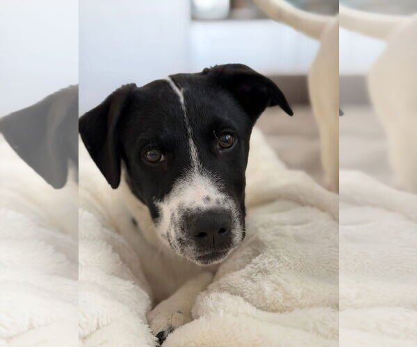 Medium Photo #1 Mutt Puppy For Sale in Germantown, OH, USA