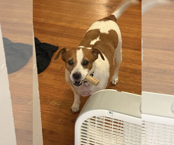 Medium Photo #69 Mutt Puppy For Sale in Philadelphia, PA, USA