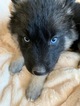 Small Photo #1 German Shepherd Dog-Siberian Husky Mix Puppy For Sale in HARRISON, AR, USA