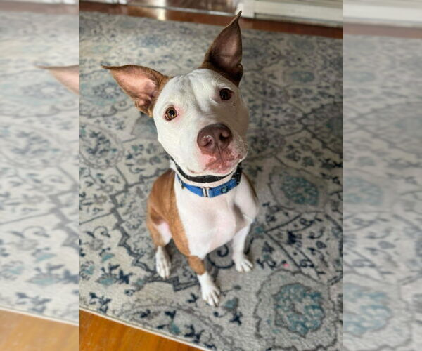 Medium Photo #1 Mutt Puppy For Sale in Springdale, PA, USA