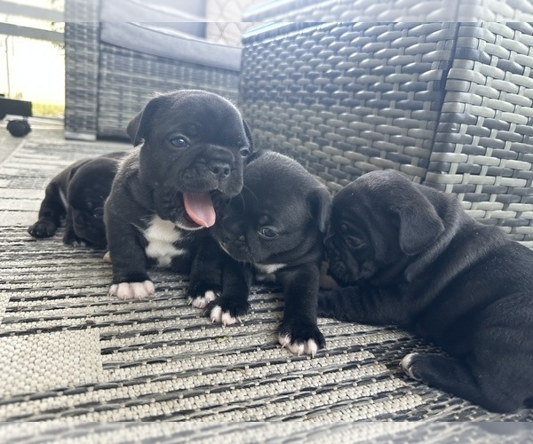 Medium Photo #10 French Bulldog Puppy For Sale in WESLEY CHAPEL, FL, USA