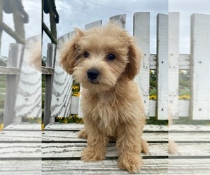 Maltipoo Puppy for sale in FREDERICKSBURG, OH, USA