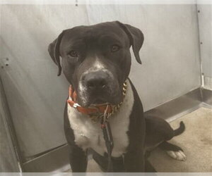 Mutt Dogs for adoption in San Bernardino, CA, USA