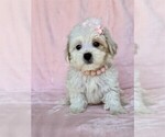 Small #20 Poodle (Toy)