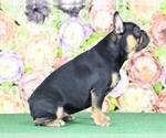 Small Photo #6 French Bulldog Puppy For Sale in BETHESDA, MD, USA