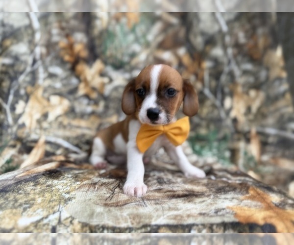 Medium Photo #1 Cavalier King Charles Spaniel-Jack Russell Terrier Mix Puppy For Sale in LAKELAND, FL, USA