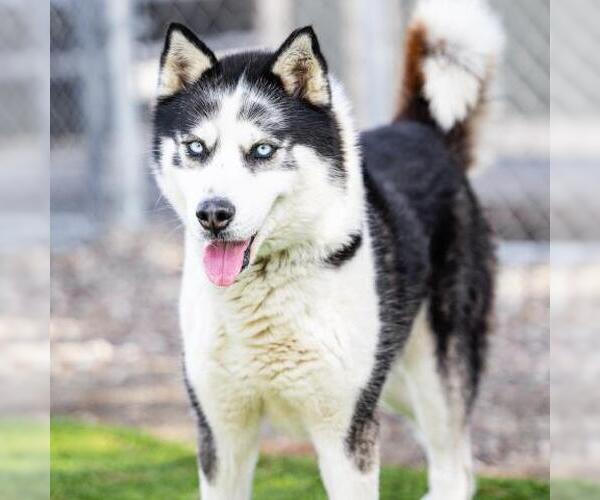 Medium Photo #1 Siberian Husky Puppy For Sale in Camarillo, CA, USA