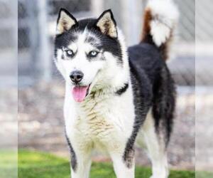Siberian Husky Dogs for adoption in Camarillo, CA, USA
