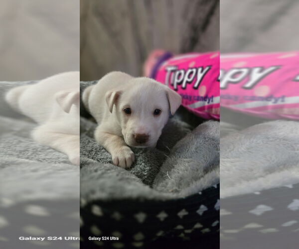 Medium Photo #1 Siberian Husky-Unknown Mix Puppy For Sale in Raleigh, NC, USA