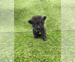 Small #4 Poodle (Toy)