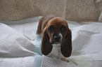 Small Photo #7 Basset Hound Puppy For Sale in DEER VALLEY, UT, USA