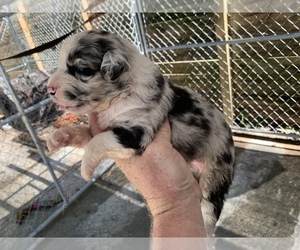 Australian Shepherd Puppy for sale in FORT MYERS, FL, USA