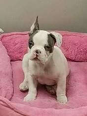 French Bulldog Puppy for sale in ROCHESTER, MI, USA