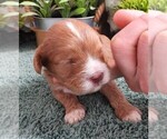 Small Photo #5 Cavapoo (Miniature) Puppy For Sale in CARLISLE, KY, USA