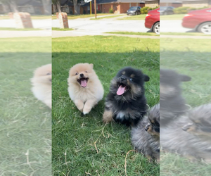 Pomeranian Puppy for sale in IRVING, TX, USA