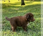 Small Photo #4 Australian Shepherd Puppy For Sale in MORROW, OH, USA