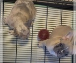 Small #5 French Bulldog