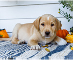 Small #9 Golden Retriever-Jack Russell Terrier Mix