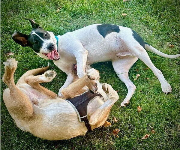Medium Photo #9 Pointer-Unknown Mix Puppy For Sale in Westwood, NJ, USA