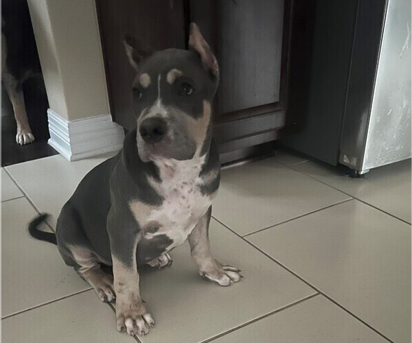 Medium Photo #1 American Bully Puppy For Sale in PFLUGERVILLE, TX, USA